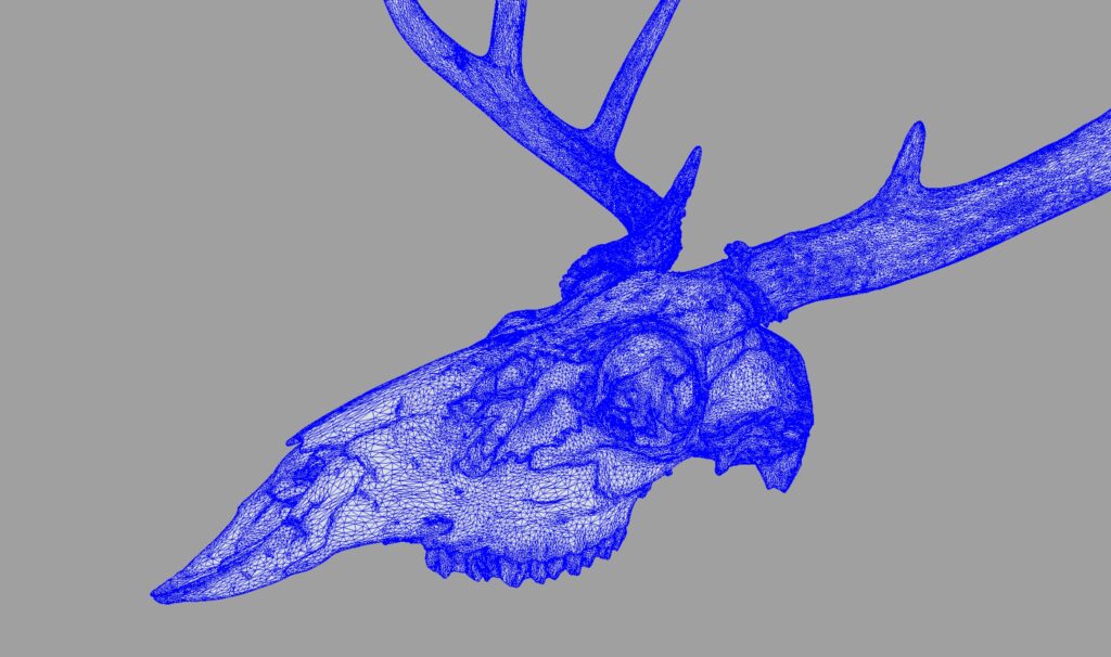 3D model of a deer skull